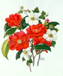 Kamelie Adolf Audusson
